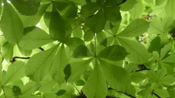 Vista Pittoresca Rami Albero Con Foglie Verdi Estate Giornata Sole — Video Stock