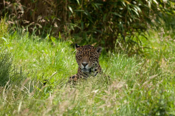 Tiro Seletivo Foco Uma Onça Pintada Seu Habitat Natural — Fotografia de Stock