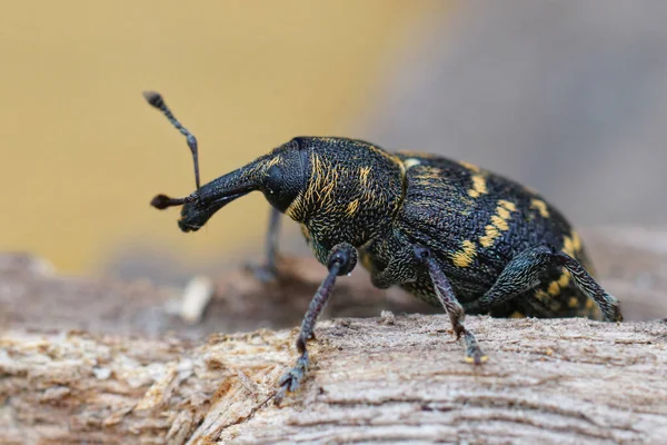 Close Pinheiro Grande Colorido Hylobius Abietis — Fotografia de Stock