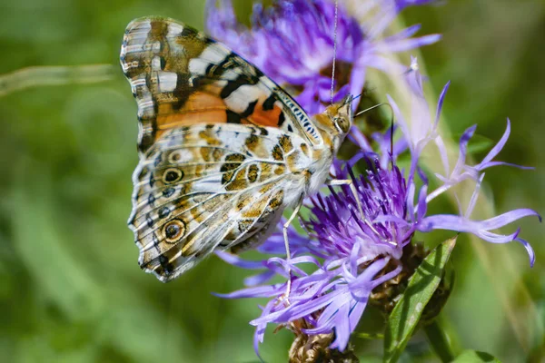 Macro Dama Pintada Vanessa Cardui Mariposa Con Alas Cerradas — Foto de Stock