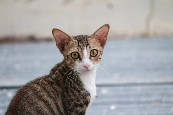 Primer Plano Gato Doméstico Mirando Fijamente — Foto de Stock