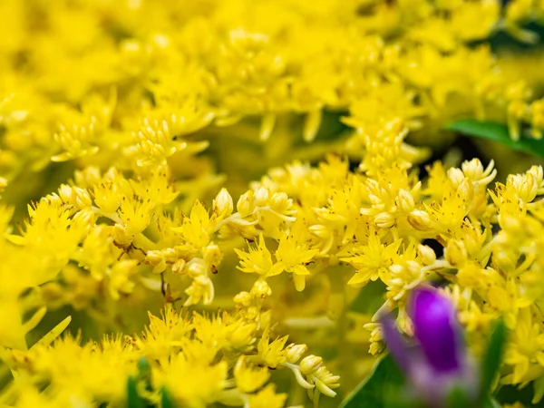 Detailní Záběr Zářivě Žluté Kanadské Zlaté Tyčinky Solidago Canadensis — Stock fotografie