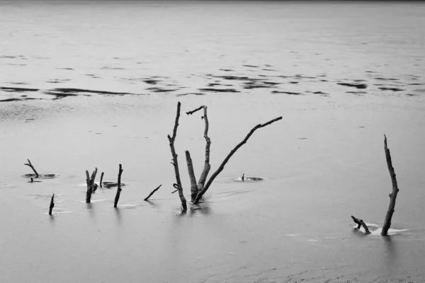 Μια Θέα Των Νεκρών Κορμών Λεπτό Δέντρο Στη Λίμνη Μια — Φωτογραφία Αρχείου