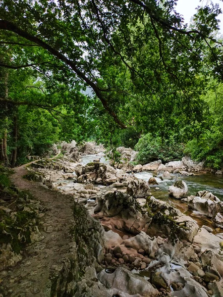 Plan Vertical Une Rivière Dans Les Bois — Photo