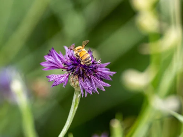 Крупный План Пчелы Собирающей Пыльцу Красивом Фиолетовом Васильке Centaurea Cyanus — стоковое фото