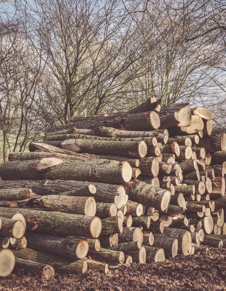 Een Close Shot Van Een Stapel Van Brandhout Logs — Stockfoto