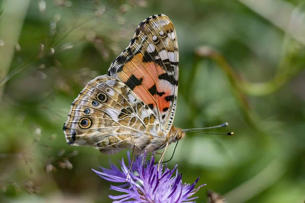 Macro Dama Pintada Vanessa Cardui Mariposa Con Alas Cerradas — Foto de Stock