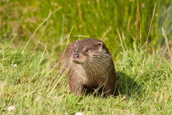 Enfoque Selectivo Una Nutria Descansando Sobre Hierba —  Fotos de Stock