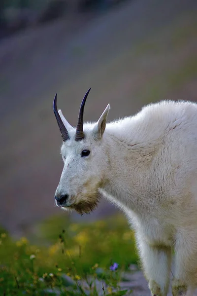 Una Simpatica Capra Bianca Montagna Nella Natura Selvaggia — Foto Stock