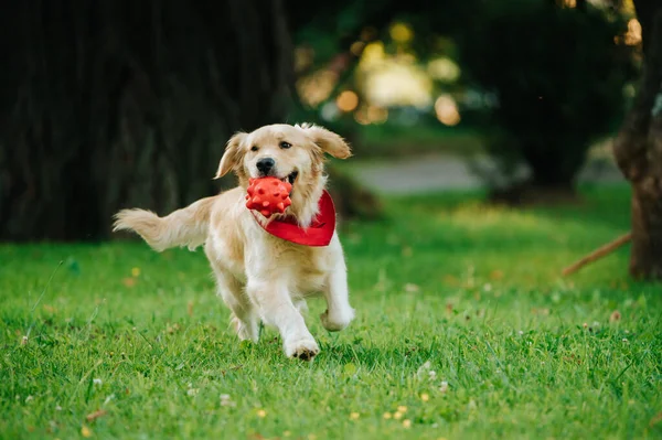 Adorable Golden Retriever Red Bandana Playing Park Blurry Background — Stock Photo, Image