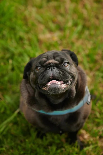 Vertikal Bild Bedårande Mops Hund Park Tittar Upp Med Suddig — Stockfoto