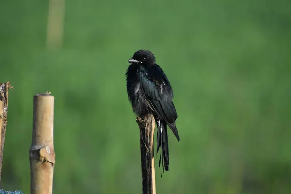 Selective Focus Shot Black Drongo Bird Perched Wooden Stick Garden — Stock Photo, Image