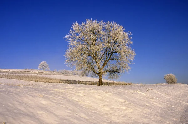 Eine Nahaufnahme Von Einem Schneebedeckten Baum Mit Kriechenden Ästen Auf — Stockfoto