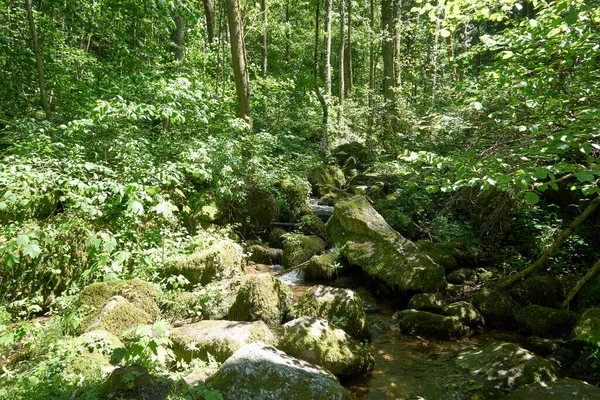 森林中一条美丽的河流流淌在被茂密的植被环绕的岩石上 — 图库照片