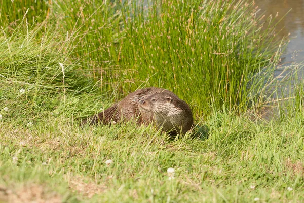 Eine Selektive Fokusaufnahme Eines Fischotters Der Sich Gras Ausruht — Stockfoto