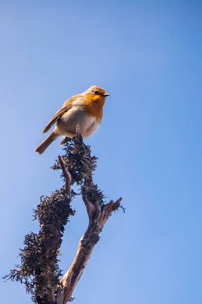 Vertical Shot Finch Perched Twig — Stock Photo, Image