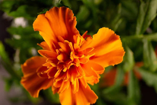 Eine Nahaufnahme Orangefarbener Ringelblume Auf Verschwommenem Hintergrund — Stockfoto