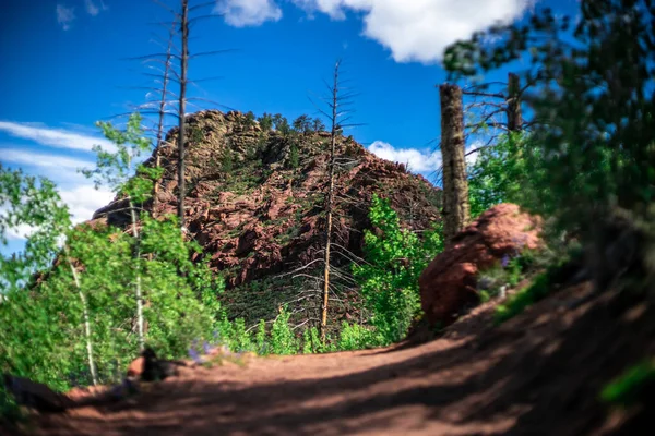 Plano Bajo Ángulo Hermoso Paisaje Con Sendero Árboles Una Montaña — Foto de Stock