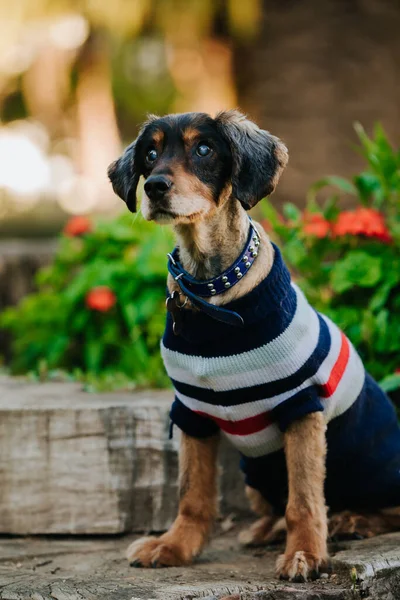 愛らしいセーターを着た国内のダックスフントの肖像画屋外 — ストック写真
