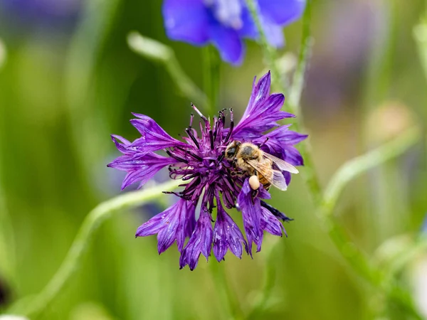 蜂群在美丽的紫色玉米花上采集花粉的蜜蜂的特写镜头 — 图库照片