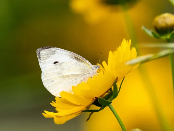 Sarı Bir Çiçekte Oturan Güzel Bir Lahana Beyaz Kelebeğin Yakın — Stok fotoğraf