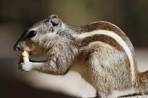 Een Selectieve Focusshot Van Een Schattige Grijze Eekhoorn Die Een — Stockfoto