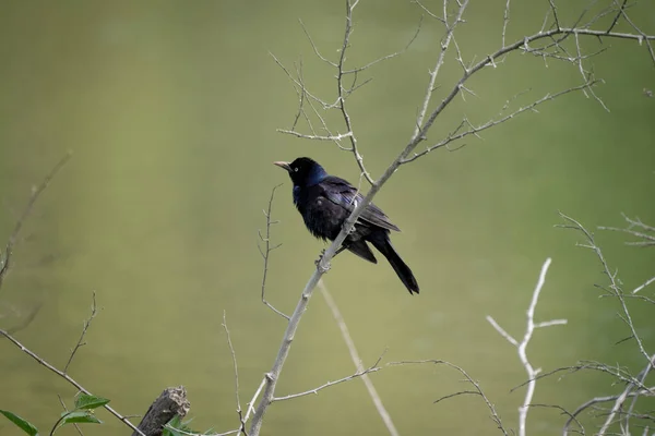 Eine Selektive Fokusaufnahme Eines Schwarzen Vogels Auf Einem Ast — Stockfoto