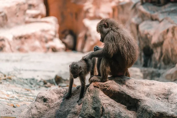 Zwei Makaken Munzalas Zoo — Stockfoto