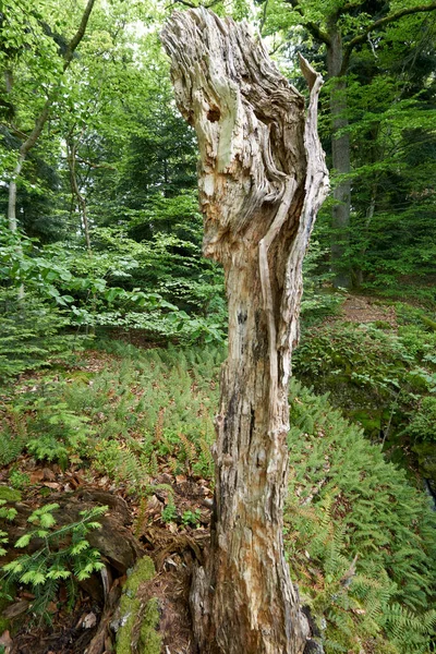緑の森の中の枯れ木の幹のショット — ストック写真