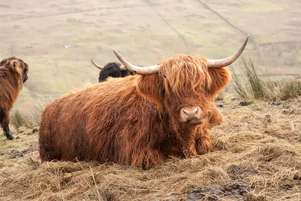 Bétail Écossais Brun Des Hautes Terres Reposant Sur Herbe — Photo