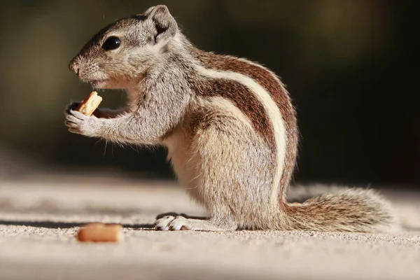 Retrato Adorável Esquilo Cinzento Comendo Biscoito Sobre Pernas Traseiras Superfície — Fotografia de Stock