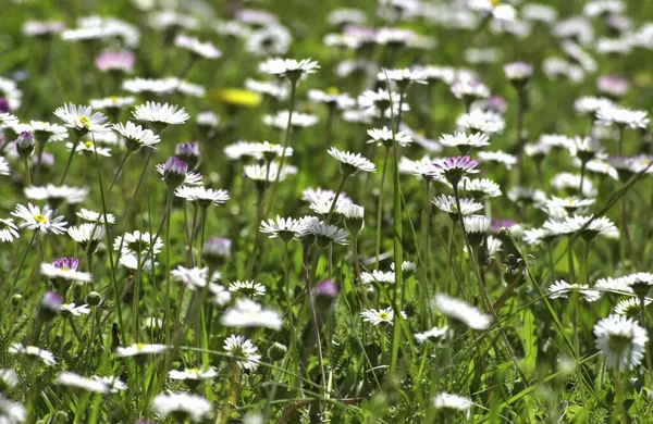 Primo Piano Margherite Bianche Campo Verde Uno Sfondo Sfocato — Foto Stock