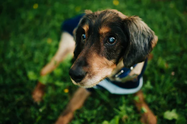 Retrato Adorable Perro Salchicha Con Lindo Suéter Tumbado Suelo Parque —  Fotos de Stock