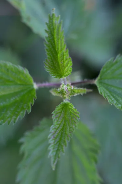 Primer Plano Hojas Verdes Una Planta — Foto de Stock