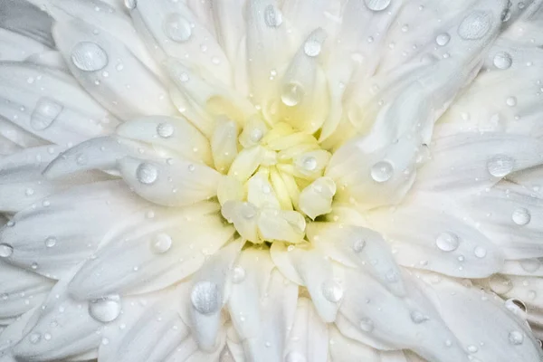 Closeup White Chrysanthemum Raindrops Lights — Stok fotoğraf