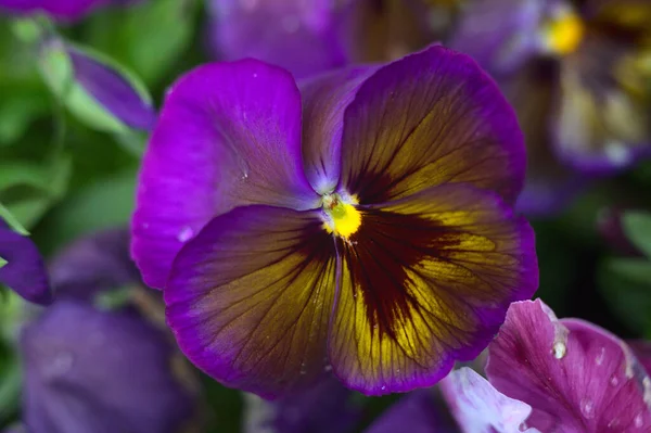 Een Closeup Shot Van Paars Wild Pansy Een Wazige Achtergrond — Stockfoto