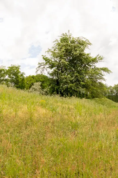 Eine Wiese Mit Einem Baum Und Einem Bewölkten Himmel — Stockfoto