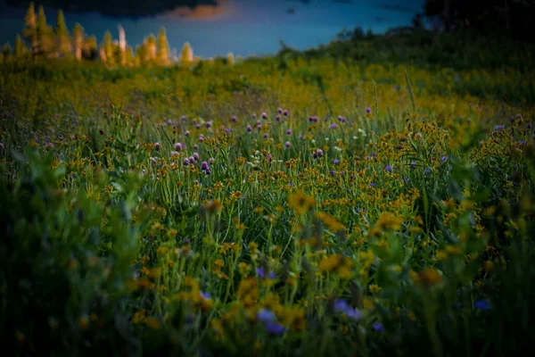 Ett Fält Vackra Vilda Blommor — Stockfoto