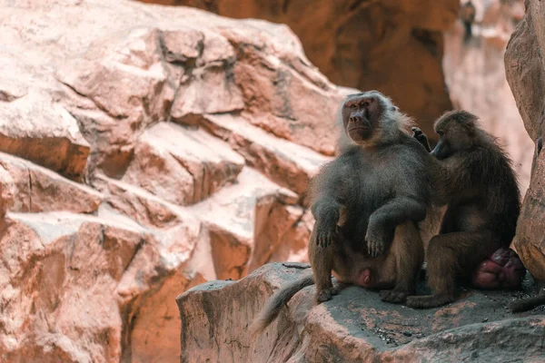Dois Macacos Babuínos Numa Rocha — Fotografia de Stock