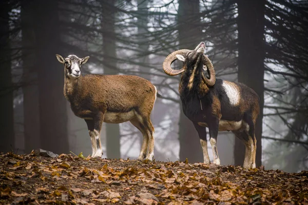 Два Европейских Муфлона Лесу — стоковое фото