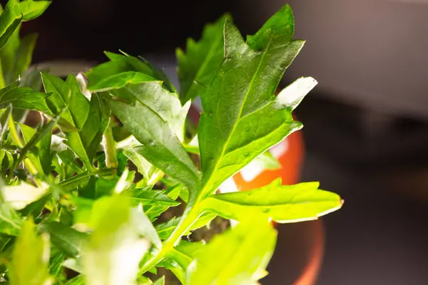 Primer Plano Las Hojas Una Flor Caléndula Sobre Fondo Borroso —  Fotos de Stock