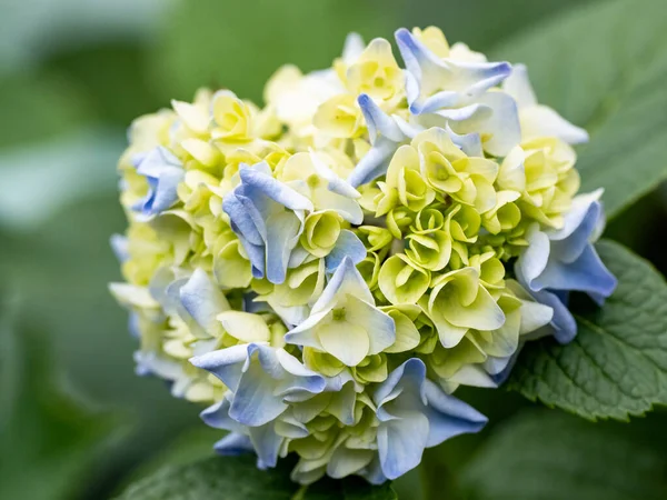 Egy Közeli Kép Gyönyörű Kék Zöld Hortenzia Virág Cserje — Stock Fotó