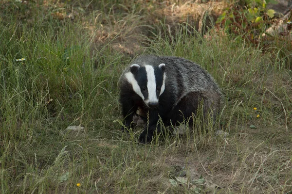 Selective Focus Shot Badger Its Natural Habitat — Stok Foto