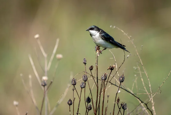 Selective Focus Shot Flycatcher Perched Plant — Stockfoto