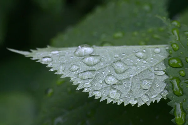 Zelený List Rostliny Kapkami Deště — Stock fotografie