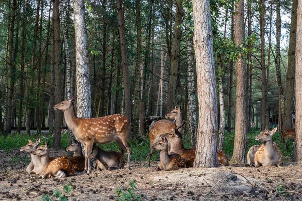 Stádo Roztomilých Skvrnitých Jelenů Pasoucích Malebném Lese — Stock fotografie