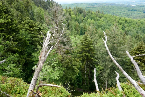 Tiro Uma Floresta Verde — Fotografia de Stock