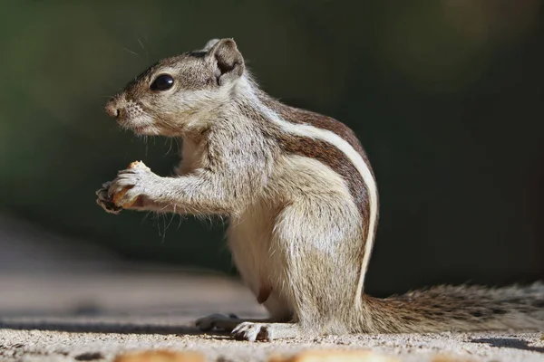 Porträt Eines Entzückenden Grauen Streifenhörnchens Das Einen Keks Isst Der — Stockfoto