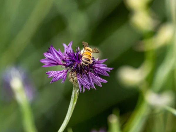 Крупный План Пчелы Собирающей Пыльцу Красивом Фиолетовом Васильке Centaurea Cyanus — стоковое фото