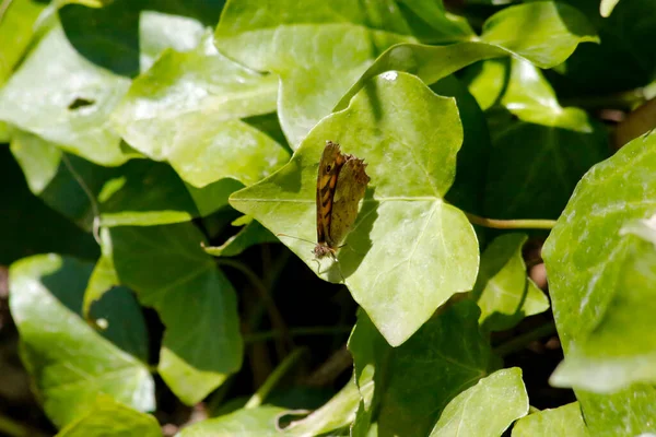 Ένα Κοντινό Πλάνο Μιας Πεταλούδας Που Κάθεται Ένα Πράσινο Φύλλο — Φωτογραφία Αρχείου